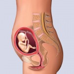 Developing Human Fetus - 12 Weeks from Fertilization