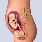 Developing Human Fetus - 16 Weeks from Fertilization
