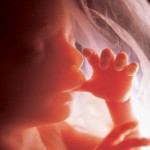 Developing Human Fetus 19 Weeks from Fertilization