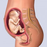 Developing Human Fetus - 20 Weeks from Fertilization