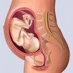 Developing Human Fetus - 24 Weeks from Fertilization