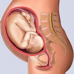 Developing Human Fetus - 32 Weeks from Fertilization