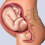Developing Human Fetus - 38 Weeks from Fertilization